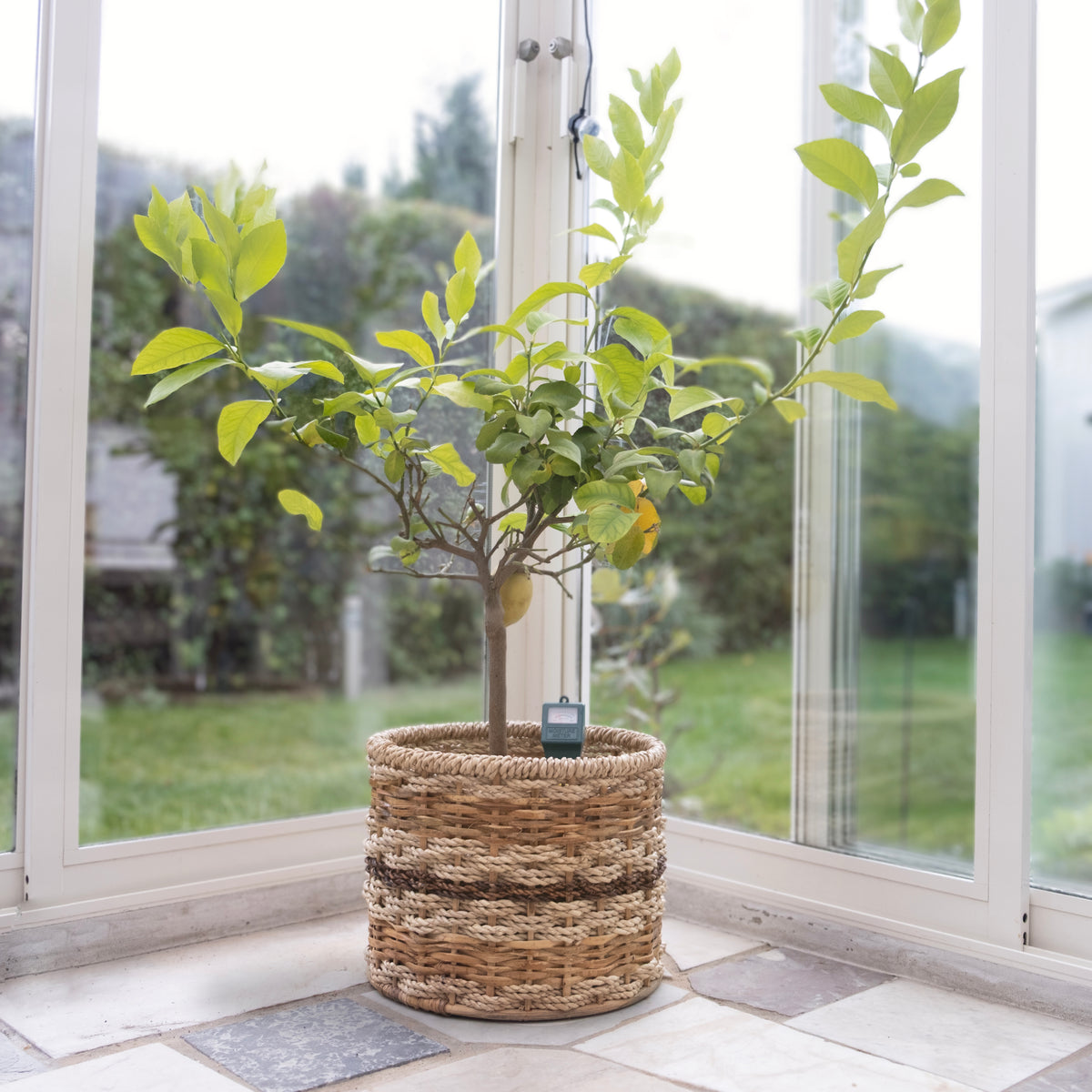 Multitone Round Planters l Handcrafted Buri Planters